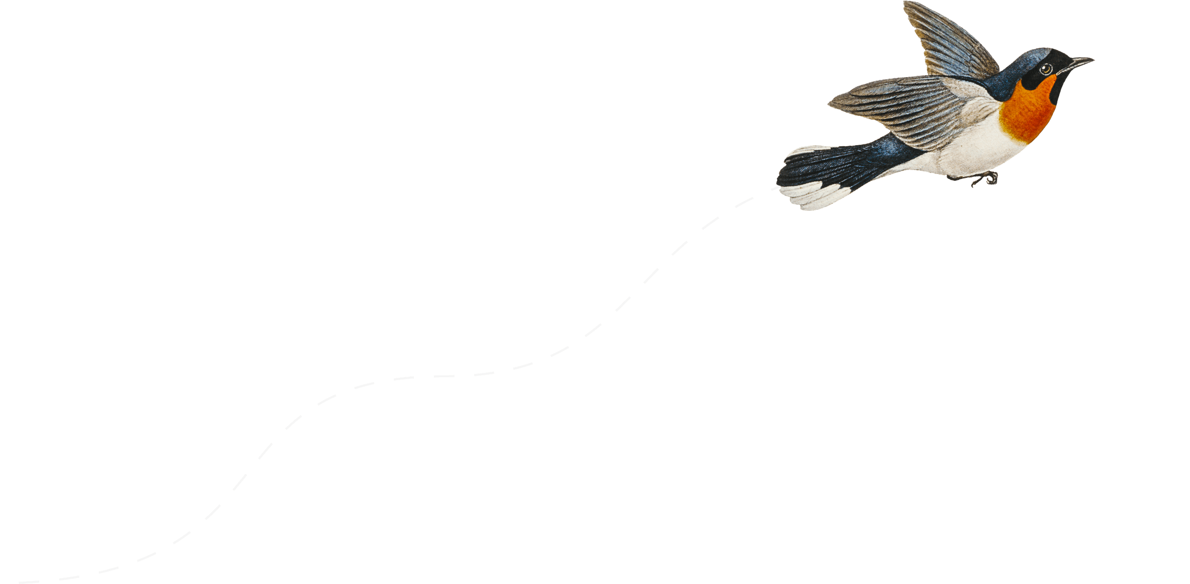 Una ilustración de un pájaro en vuelo